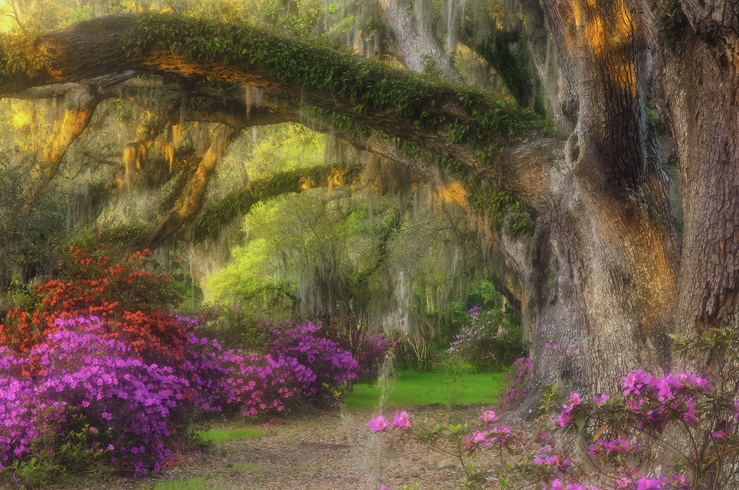 Tony Sweet Charleston Visual Artistry Photography Workshop with Susan Milestone