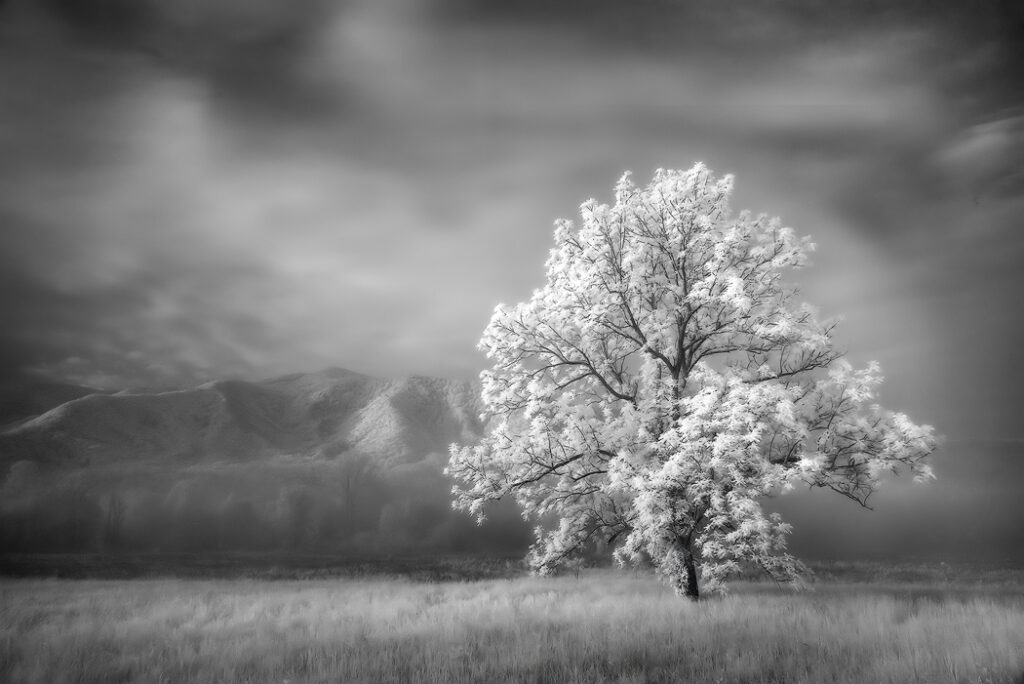 Tony Sweet Great Smoky Mountains Infrared Visual Artistry Photography Workshop with Susan Milestone